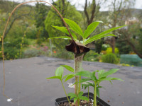 /album/fotogalerie-nabidka/arisaema-urashima-jpg/
